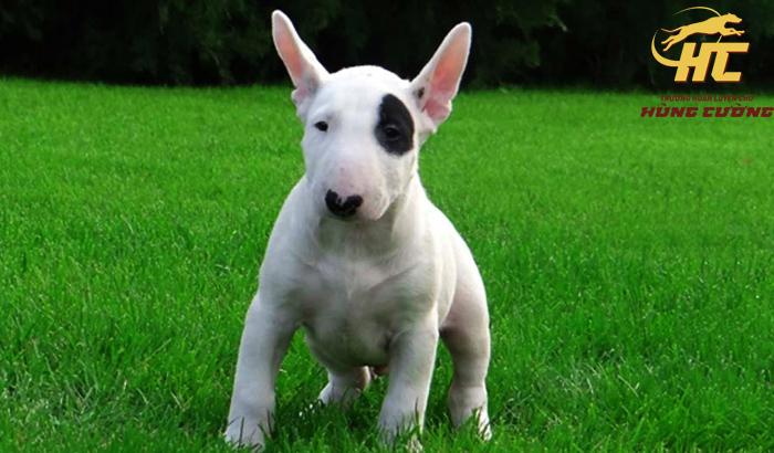 Bull Terrier (Chó Sục Bò) giá bao nhiêu? Đặc điểm, nguồn gốc, cách nuôi
