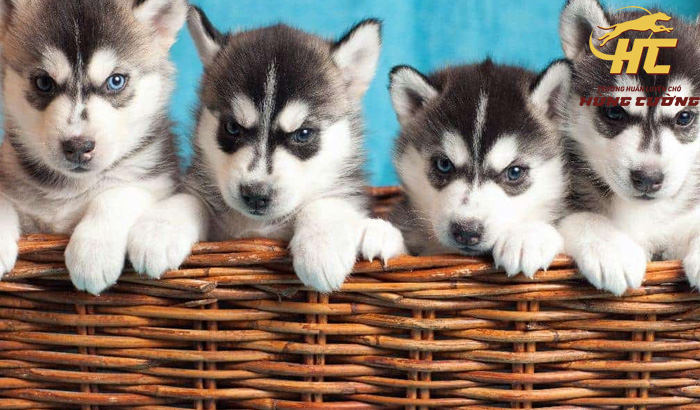 Mua bán chó Husky thuần chủng: chó con, chó trưởng thành giá tốt