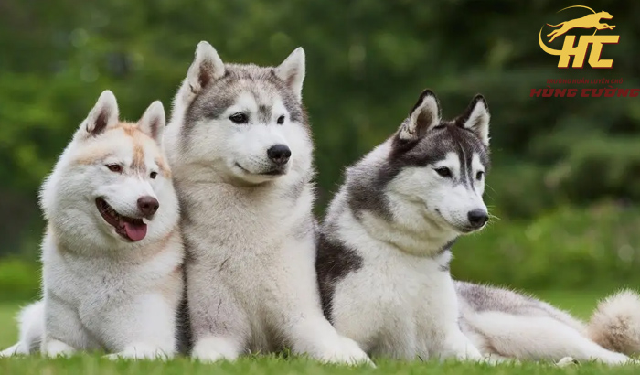 Cách nuôi chó Husky con và trưởng thành chi tiết từ A-Z