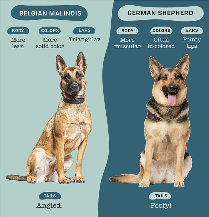 Cách phân biệt Becgie Đức và Becgie Bỉ (Malinois)