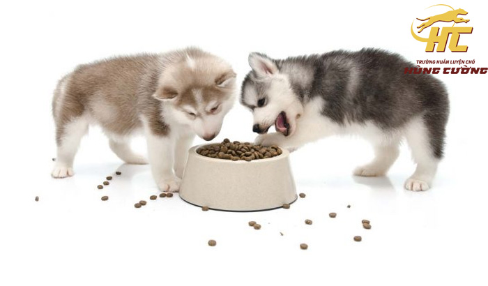 Chế độ ăn phù hợp với Husky