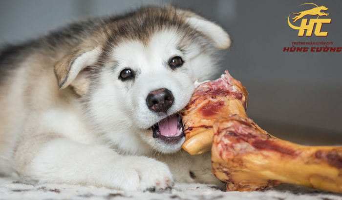 Chó Alaska ăn gì để lớn nhanh, khoẻ mạnh, thông minh?