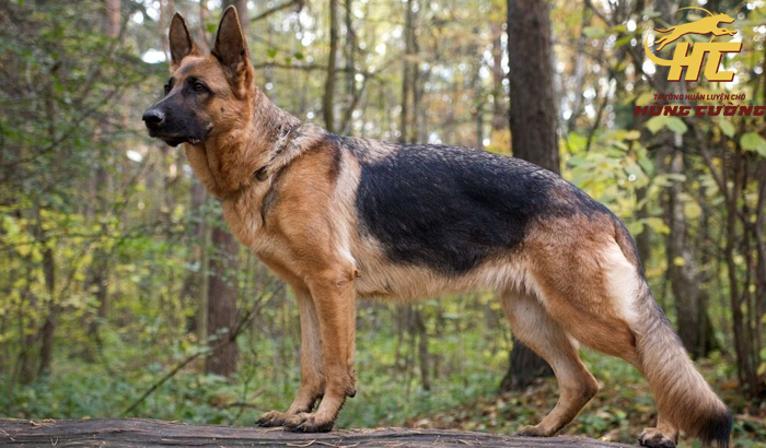 Chó Becgie thuần chủng: Đặc điểm, tính cách, nguồn gốc