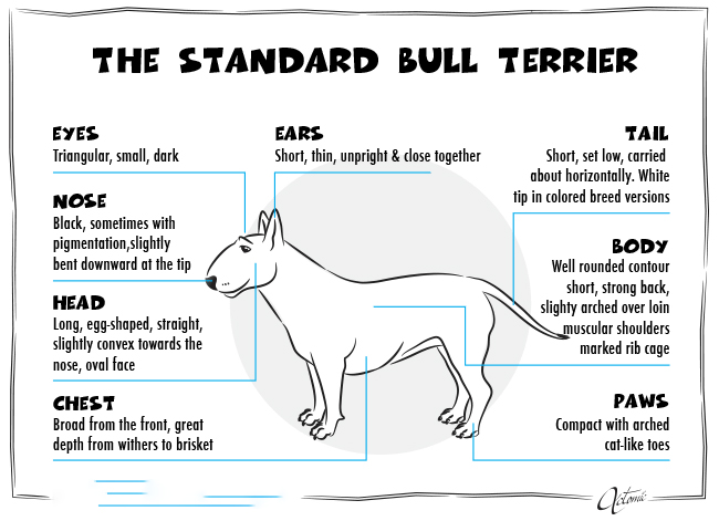 Đặc điểm nhận dạng Bull Terrier