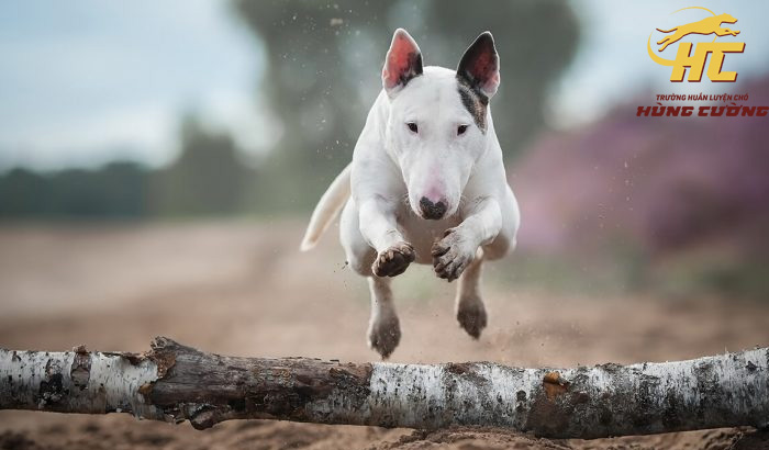 Huấn luyện chó Bull Terrier khó không?