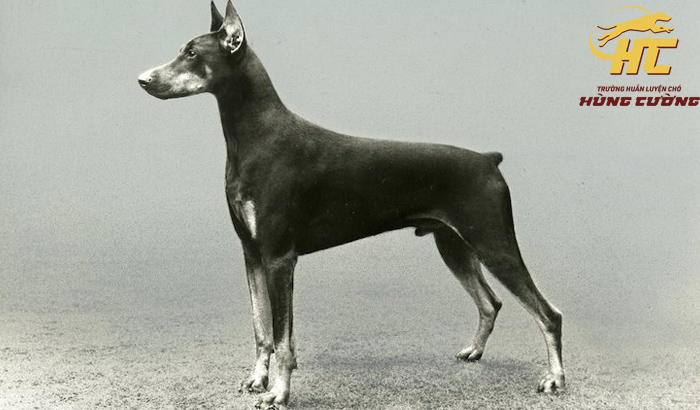 Lịch sử ra đời chó Doberman