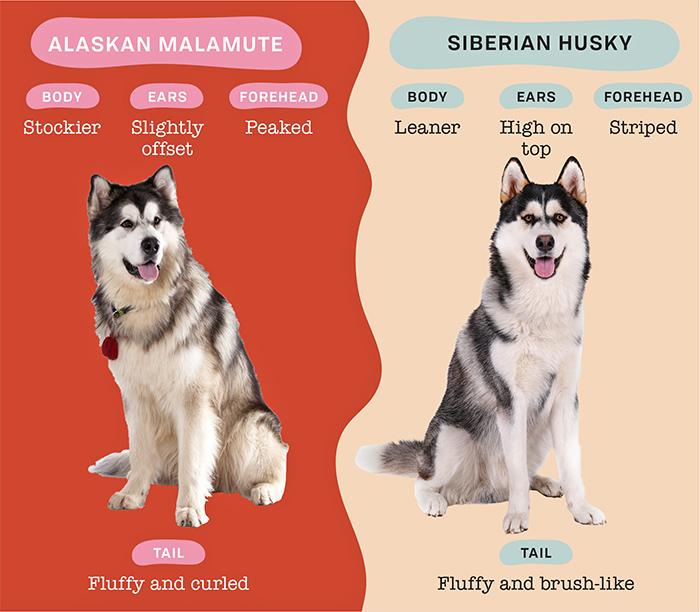 Cách phân biệt Alaska và Husky