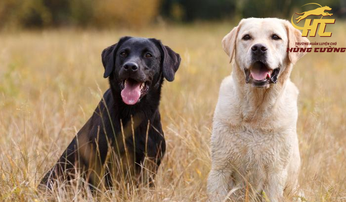 Cách nuôi chó Labrador con và trưởng thành chi tiết từ A-Z