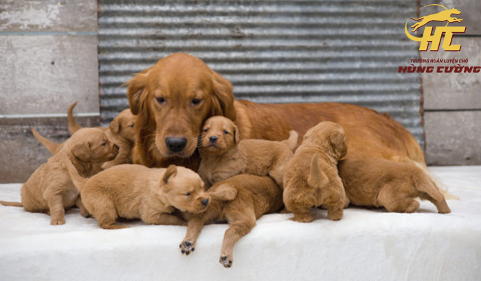 Cách chăm sóc chó Golden Retriever để sinh sản