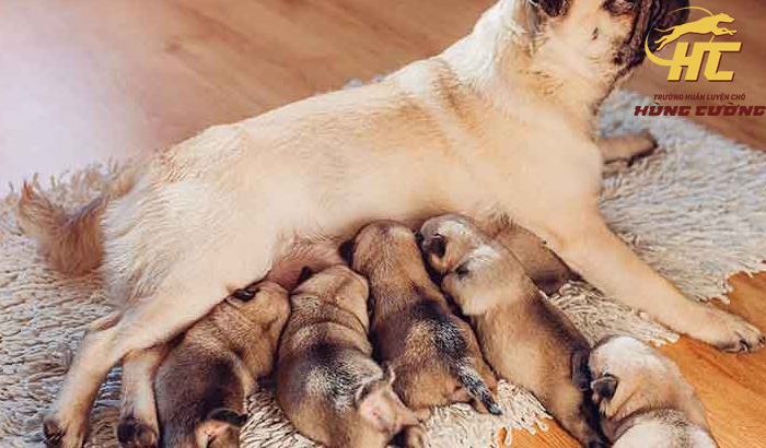Cách chăm sóc chó Pug để sinh sản