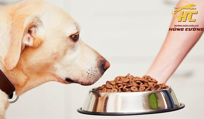 Chó Labrador ăn gì để lớn nhanh, khỏe mạnh, thông minh