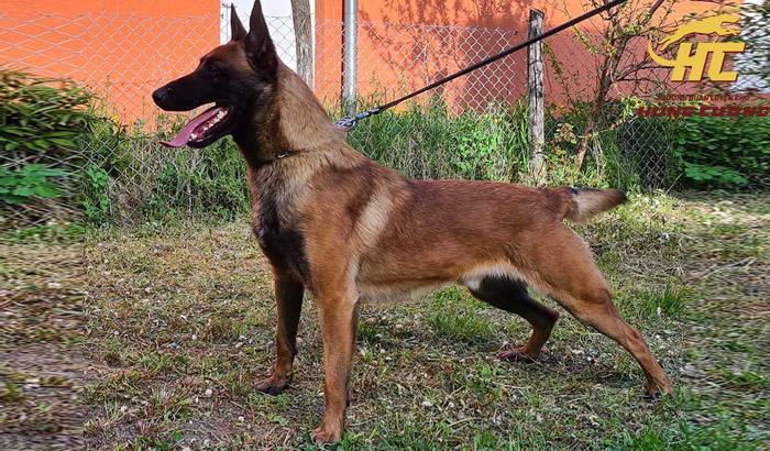 Chó Malinois (Becgie Bỉ): Đặc điểm, tính cách, nguồn gốc
