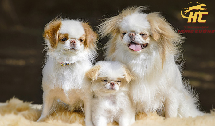Chó Nhật thuần chủng: Đặc điểm, tính cách, nguồn gốc