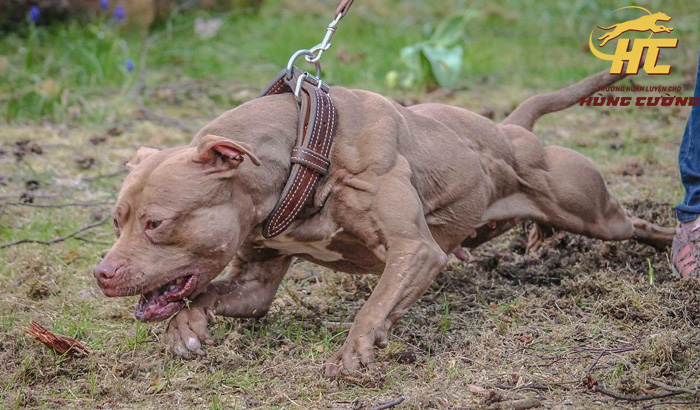 Chó Pitbull thuần chủng: Đặc điểm, tính cách, nguồn gốc