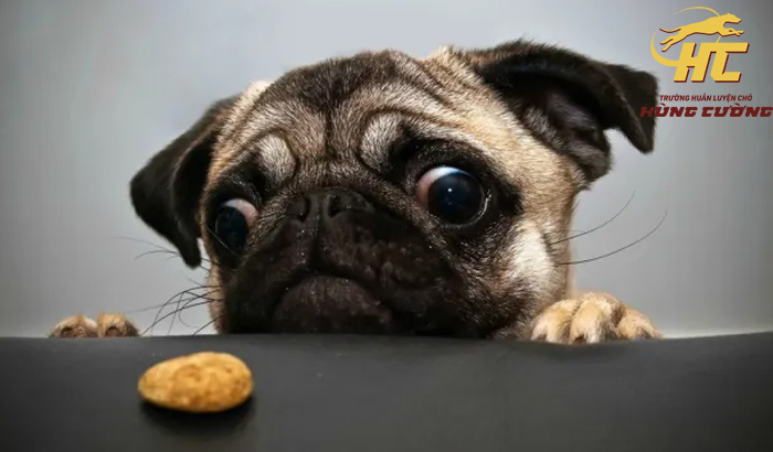Chó Pug không nên ăn gì?