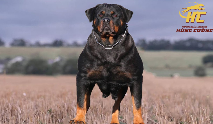 Chó Rottweiler thuần chủng: Đặc điểm, tính cách, nguồn gốc
