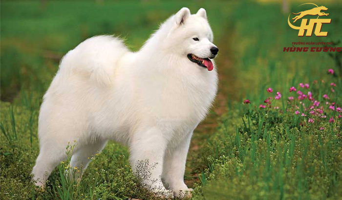 Chó Samoyed thuần chủng: Đặc điểm, tính cách, nguồn gốc