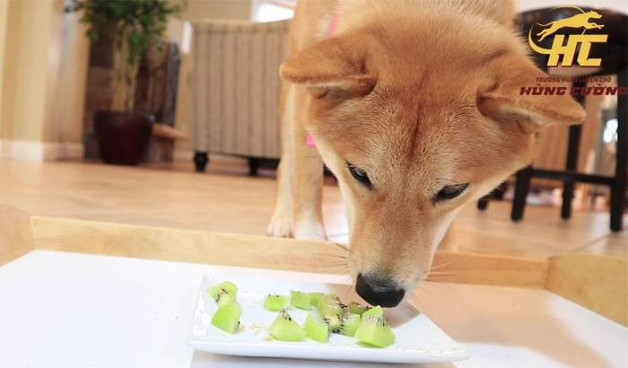 Chó Shiba Inu ăn gì?