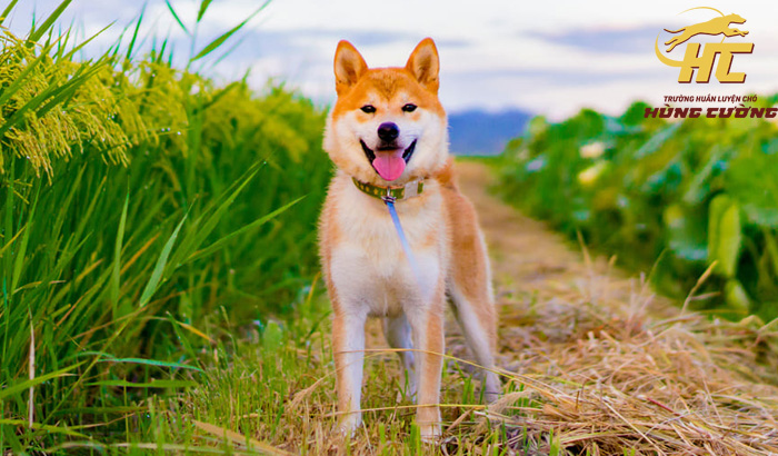 Chó Shiba Inu thuần chủng: Đặc điểm, tính cách, nguồn gốc