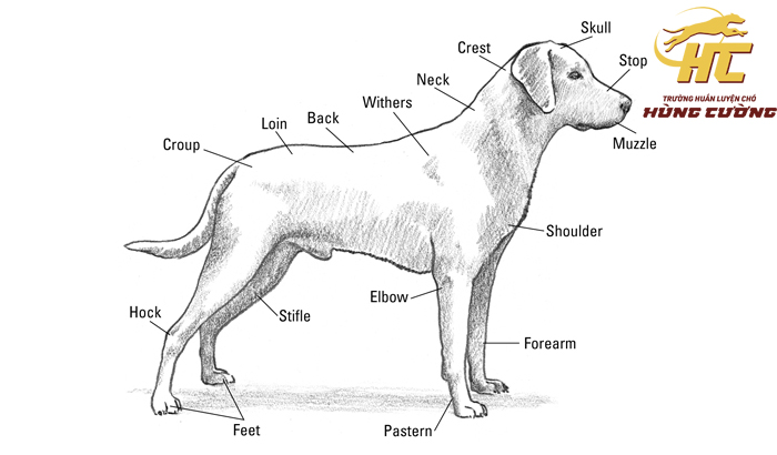 Đặc điểm nhận dạng Labrador thuần chủng
