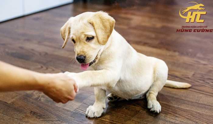 huấn luyện chó Labrador bắt tay