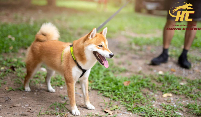 Huấn luyện chó Shiba Inu đi dạo cùng dây xích