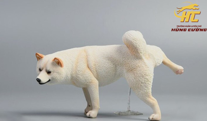 Huấn luyện chó Shiba Inu đi vệ sinh vào khay