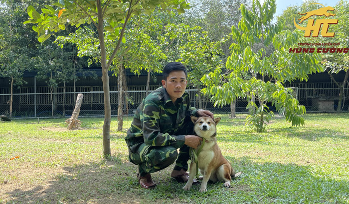 Huấn luyện chó Shiba Inu từ cơ bản đến nâng cao trong 4 tháng