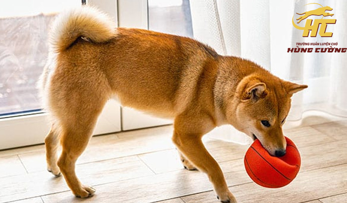 Huấn luyện chó Shiba Inu không nhai, gặm đồ đạc
