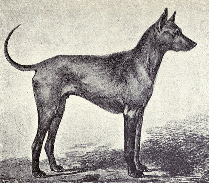 Lịch sử ra đời chó Phú Quốc