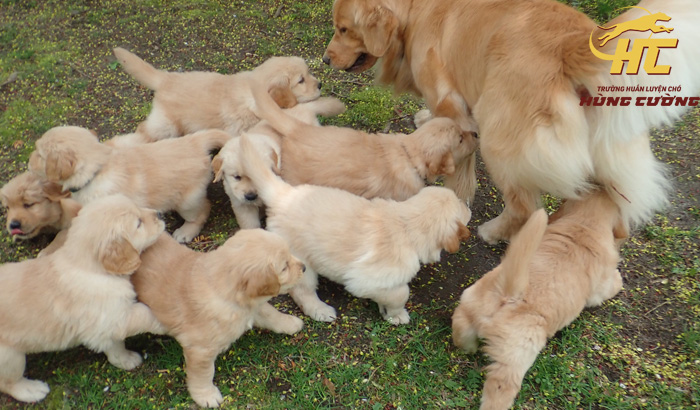 Mua bán chó Golden Retriever thuần chủng, giá tốt, có bảo hành