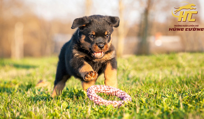 Chó Rottweiler có dễ huấn luyện?