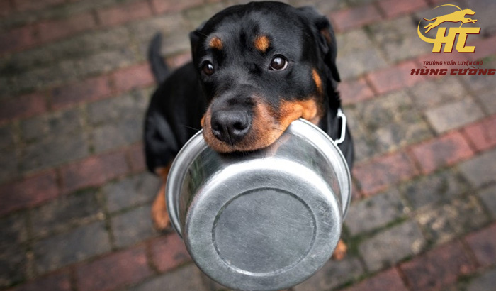 Chó Rottweiler không nên ăn gì?