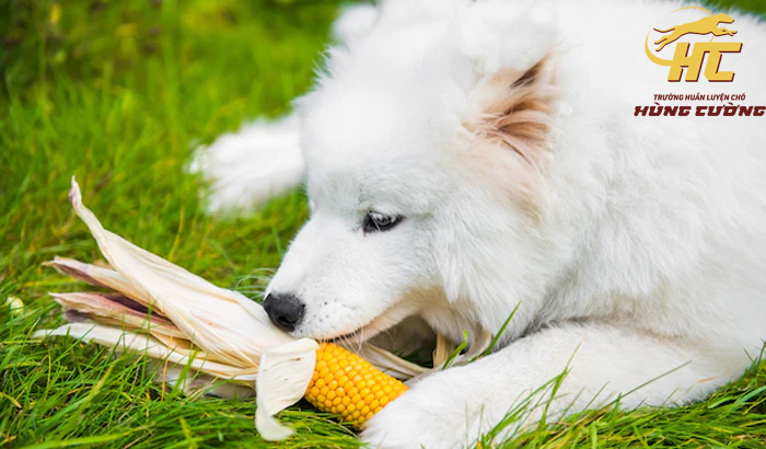 Chó Samoyed ăn gì để lớn nhanh, khỏe mạnh, thông minh