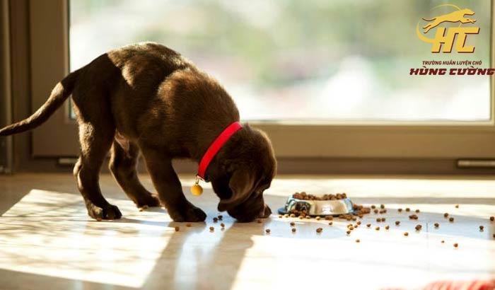 Cách huấn luyện chó ăn khi có lệnh hiệu quả nhất