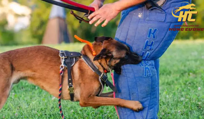 Hướng dẫn cách huấn luyện chó bảo vệ chủ hiệu quả