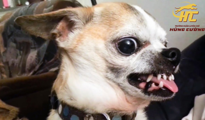 Chihuahua có hung dữ không?