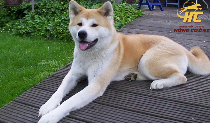 Chó Akita Inu: Đặc điểm, tính cách, cách nuôi, huấn luyện