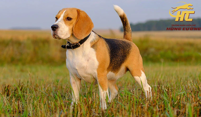 Đặc điểm nhận dạng Beagle