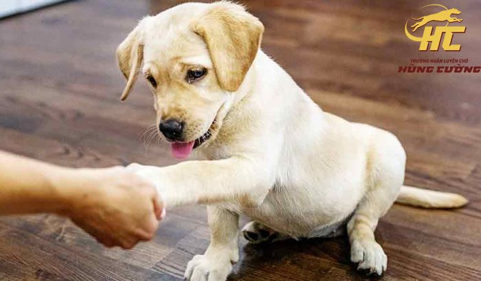Cách dạy chó bắt tay