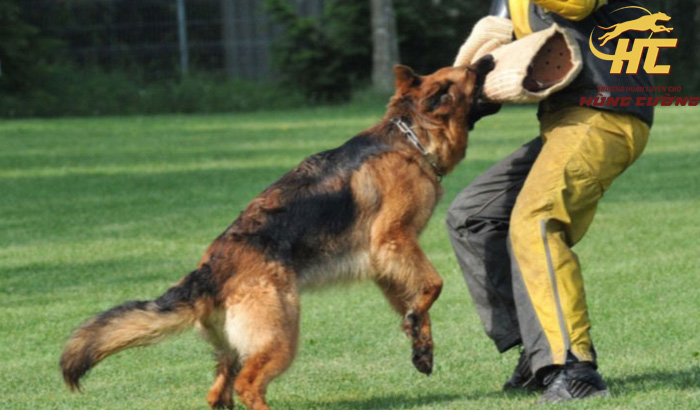 Cách huấn luyện chó tấn công theo lệnh