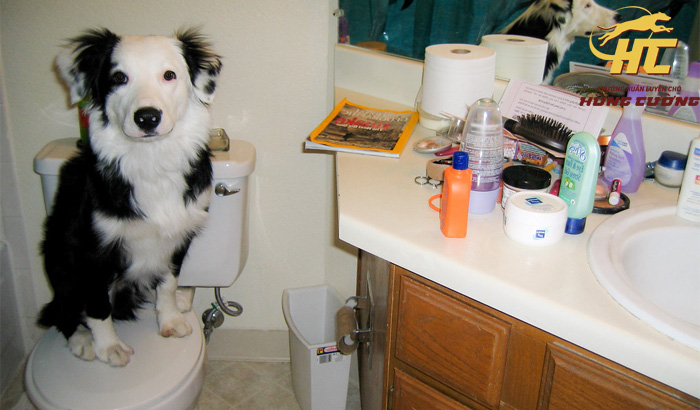 Huấn luyện chó Border Collie đi vệ sinh vào khay