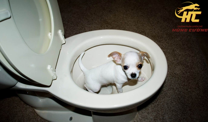 Huấn luyện chó Chihuahua đi vệ sinh vào khay