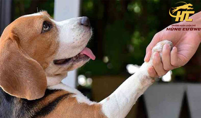 Dạy Beagle bắt tay