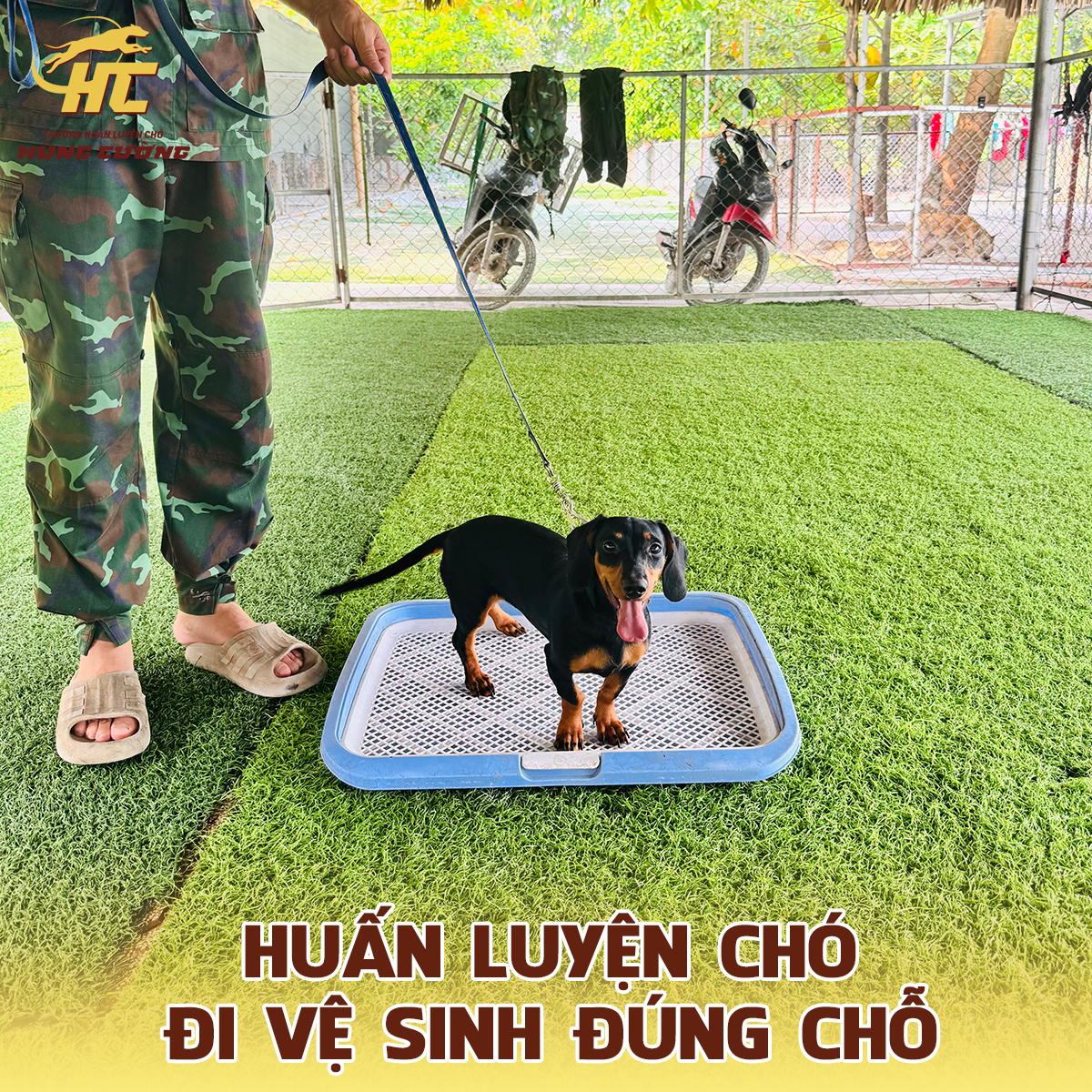 Huấn luyện chó đi vệ sinh đúng chỗ