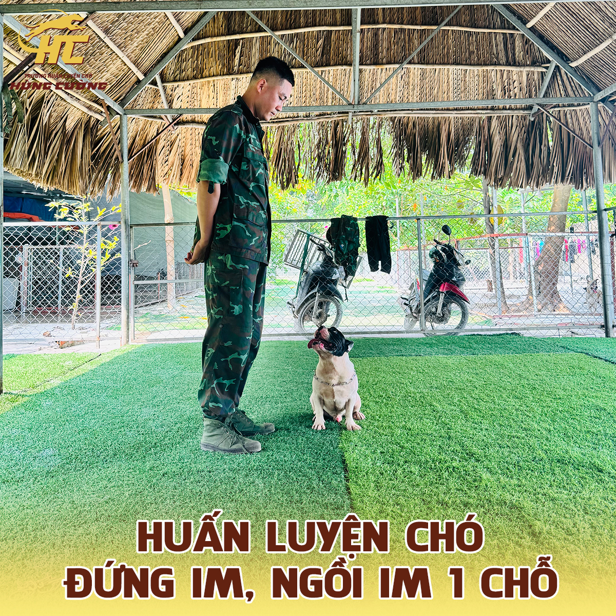 Huấn luyện chó đứng im, ngồi im 1 chỗ