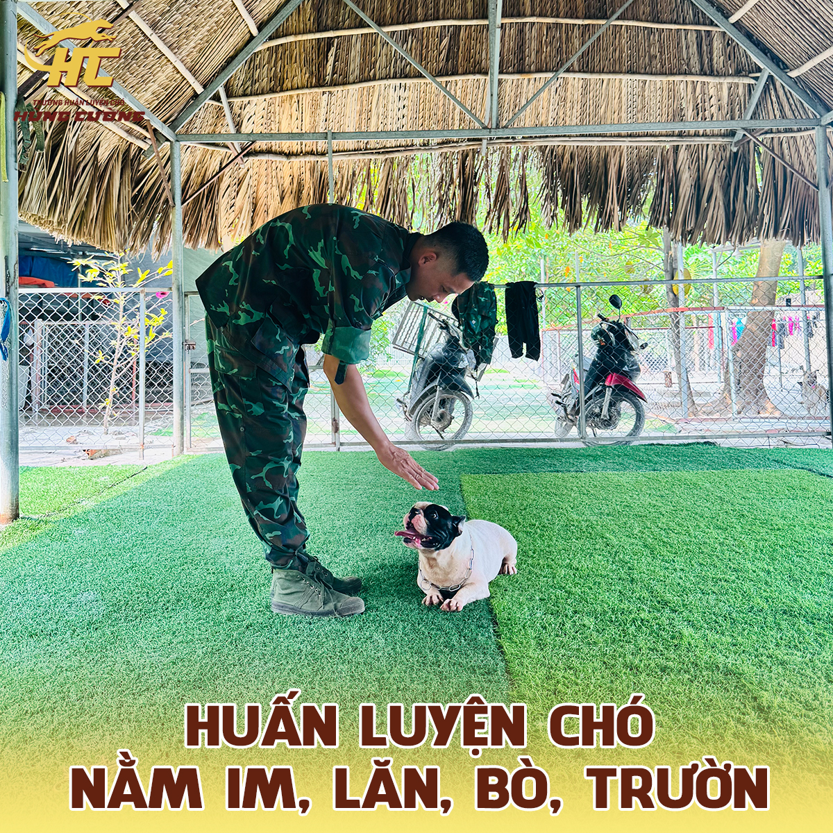Huấn luyện chó nằm im, lăn, bò, trườn