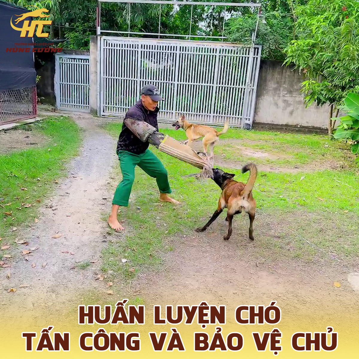 huấn luyện chó tấn công và bảo vệ chủ